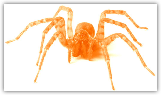 Crawler/Spider Considerations